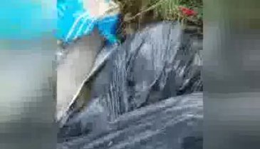 Yine aynı şehir... 5 yavru köpek ölü bulundu!