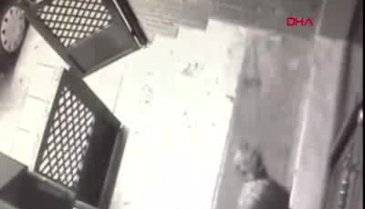 Köpeğe şiddet uygulayan kişi gözaltında!
