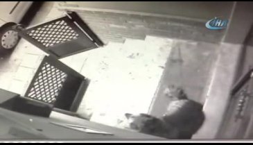 Şiddete uğrayan köpek sahibine kavuştu!