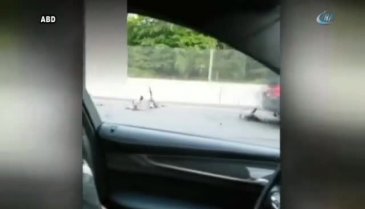 Yola çıkan kaz sürüsünü böyle ezdi