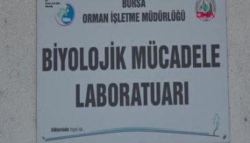 Bursa'da çam ormanlarına 40 bin terminatör böcek salındı