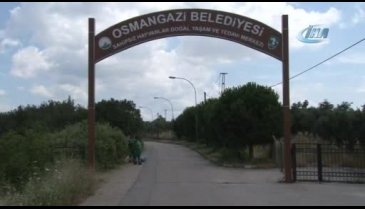 Türkiye'de ilk olacak! Bursa'da kedi tedavi ünitesi açılıyor