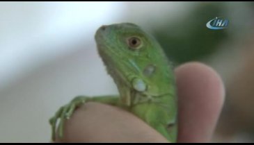Bursa Hayvanat Bahçesi'nde ilk! 16 tane iguana yavrusu...