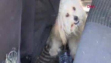 Vicdansızlar! Araç içinde aç susuz bıraktılar...
