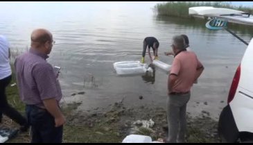 Bursa İznik Gölü'ne 45 bin yavru sazan bırakıldı