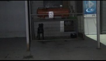 Bursa'da pitbull dehşeti! Aniden saldırdı