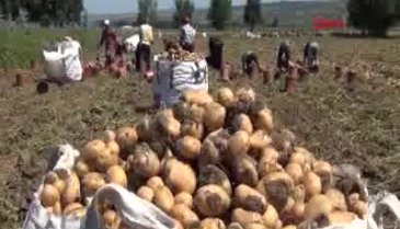 Bursa'da patates hasadı yüzleri güldürdü