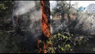 Bursa'da 70 dönüm ekili alan ve orman yandı