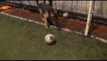 Futbol tutkunu köpek