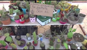 Lösemili çocuklar yararına kaktüs satıyorlar