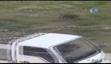 Bursa'da aç kalan yaban domuzu şehre indi