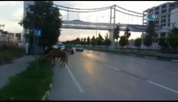 Bursa'da ana yola çıkan atlar trafiği tehlikeye soktu