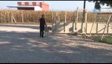 Köpeğini bulana tatil ödülü verecekti, bulan kişi bakın ne istedi!
