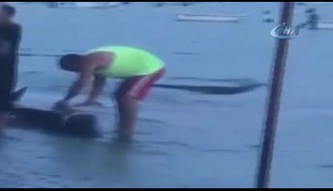 Bursa Gemlik'te karaya vuran yunus balığını doğradılar!