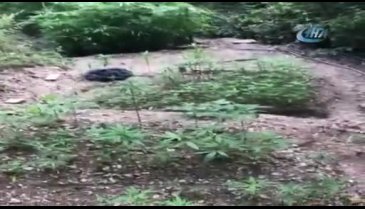 Bursa Gemlik polisi drone ile tespit etti! Tam bin 100 kök