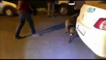 Narkotik köpeği araçtaki gizli esrarı buldu