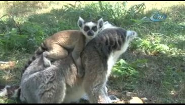 Bursa'da lemurların yavru sevinci