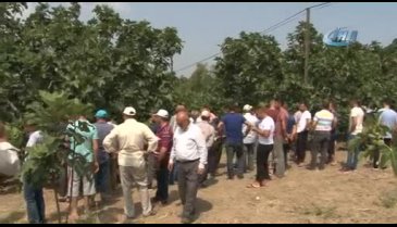Dünyaca ünlü 'Bursa Siyahı'na ihracat yasağı