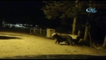 Bursa Uludağ'da aç kalan ayı ailesi yerleşime indi, çöp konteynerlerini böyle devirdi