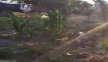 Vicdansız kadın savunmasız köpeği odunla dövdü