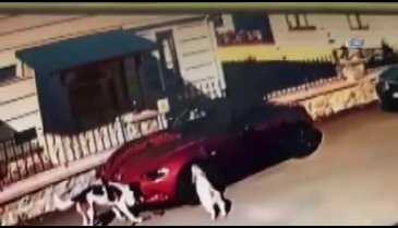 İnanılmaz olay! Lüks aracı köpekler parçaladı