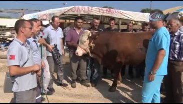 Bursa'da kurban yakalama timi göreve hazır