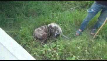 Rahatsız ediyor diye çoban köpeğini tüfekle vurdu