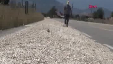 Bursa'da çekirdekleri kurutmak için çevre yoluna serdiler