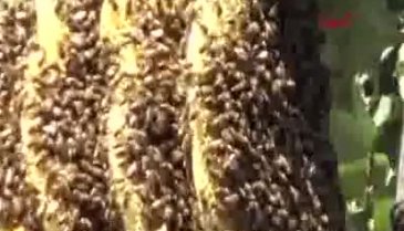 Bursa'da ağaca yuva yapan arılar mahalleliye zor anlar yaşattı
