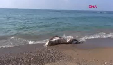 Turizm cennetinde şoke eden görüntü!