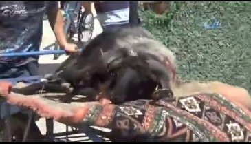 Bursa kurban pazarında hareketlilik devam ediyor
