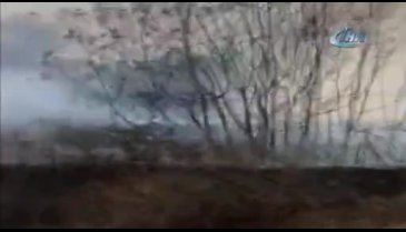 Bursa İznik'te sazlık alanda yangın