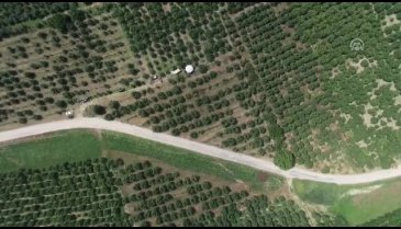 Türkiye'nin "armut bahçesi": Bursa Gürsu