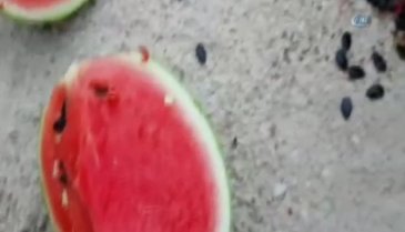 Tarlaya ekilen karpuz, sarı renge dönüşüyor