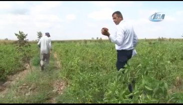 Gübre ve ilaca yüzde yüz zam geldi, Bursa'da çiftçi isyan etti