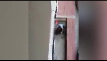 İstanbul'da köpeğe tecavüz ederken yakalandı