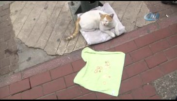 Bursa'da mama için dilenen kedi fenomen oldu