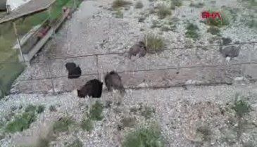 Bursa'da deve kuşunun yumurtasının boşu bile 100 liradan satılıyor