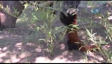 Bursa'nın 'beyaz panda' hedefi Çin engeline takıldı