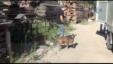 Bursa İnegöl'de pitbull paniği