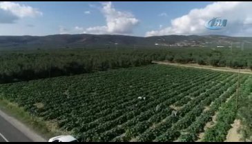 Bursa İznik'in kabakları Almanya'ya ihraç ediliyor