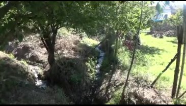 Bursa'da mahallenin kanalizasyonu ağaçları kuruttu