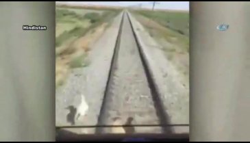 Tren raylara çıkan hayvanları telef etti