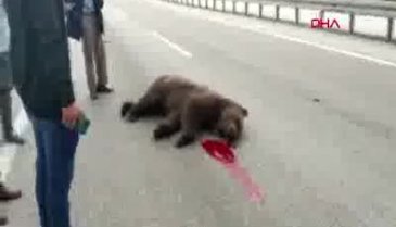 Pes dedirten görüntü! Ölen ayıya beddua ve tekme