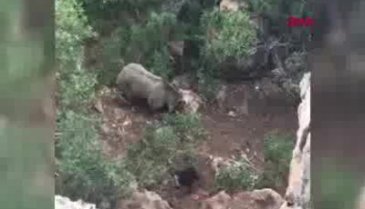 Tunceli'de bozayı koyun postunu alıp götürdü