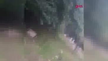 Ayı, işçilere böyle saldırdı