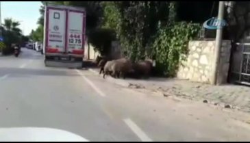 Aç kalan domuzlar şehre indi