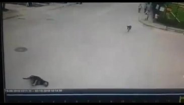 Bursa'da yolda uyuyan köpeği ezen servis şoförü büyük tepki çekti! (+18!)