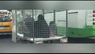 Motosikletin arkasına bağladığı kafeste kadın taşıyan adam gündemi sarstı!
