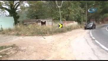 Bursalı hayvanseverden örnek davranış